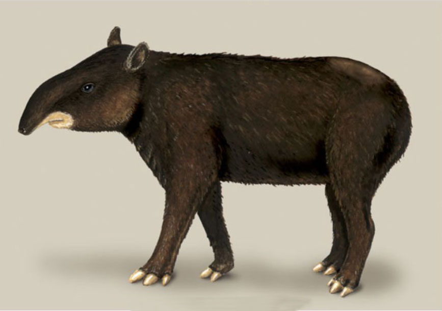 Tapir andino Tapir andino